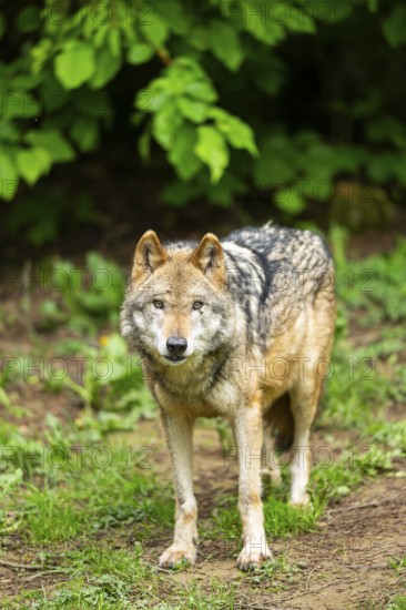 European gray wolf (Canis lupus lupus) in the forest, Germany, Europe