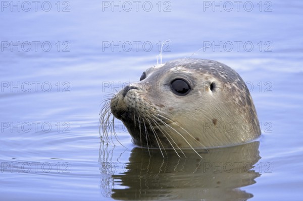 Young common seal, harbour seal (Phoca vitulina) close-up of juvenile swimming in the North Sea