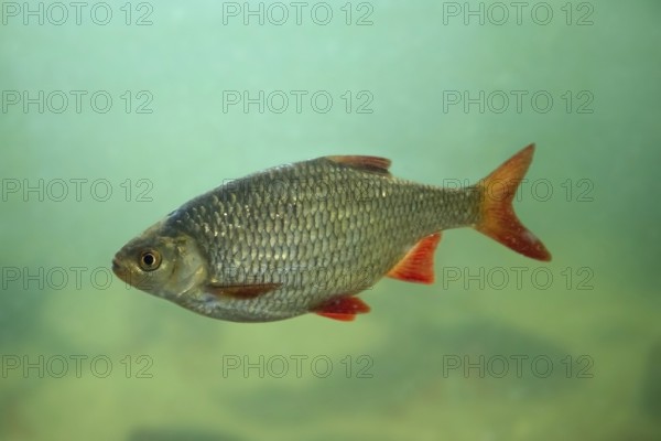 Common rudd (Scardinius erythrophthalmus), bentho-pelagic freshwater fish native to Europe and central Asia