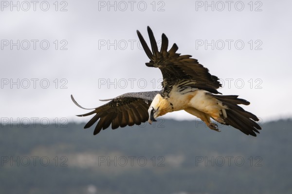 Bearded Vulture (Gypaetus barbatus) adult bird in flight with mountains in the backround, Pyrenees, Lleida, Spain, Europe