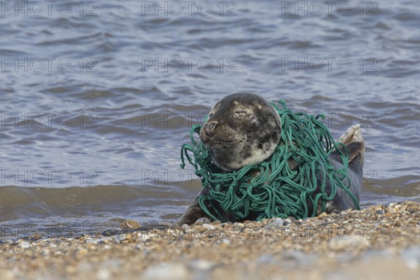 Grey seal (Halichoerus grypus) adult animal sleeping on a beach with netting wrapped around its body, Norfolk, England, United Kingdom, Europe