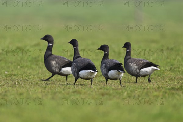 Brent geese (Branta bernicla), standing on a meadow, West Frisian Islands, province of North Holland, Netherlands