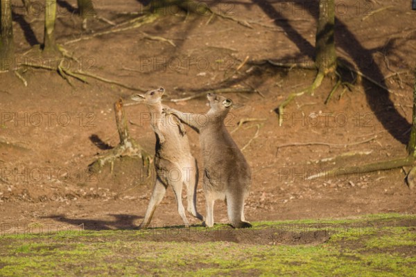 Two Eastern Gray Kangaroos, Macropus giganteus, fighting in a meadow in the late light