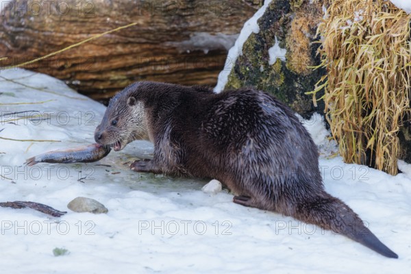 On a sunny day an otter (Lutra lutra) sits in the snow in front of a root of a dead tree and eats a fish