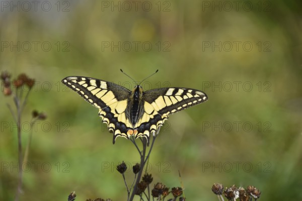Swallowtail (Papilio machaon) seen in Berchtesgaden National Park, Bavaria, Germany, Europe