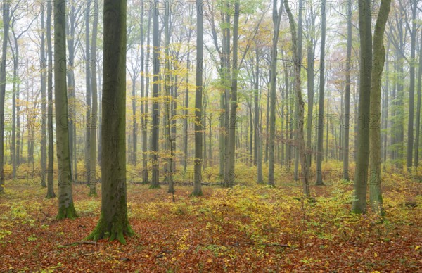 Near-natural deciduous forest in autumn with colourful leaves, copper beech (Fagus sylvatica), fog in the forest, Hainich National Park, Thuringia, Germany, Europe