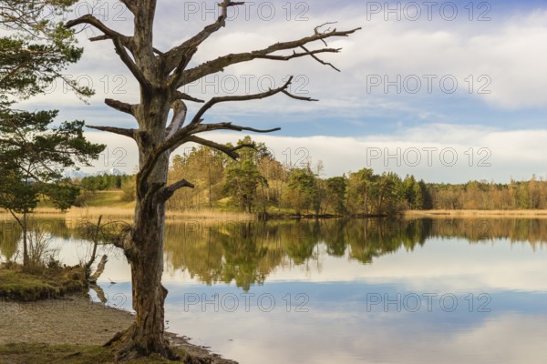 Lake Fohnsee of the Ostersee-group in early morning light