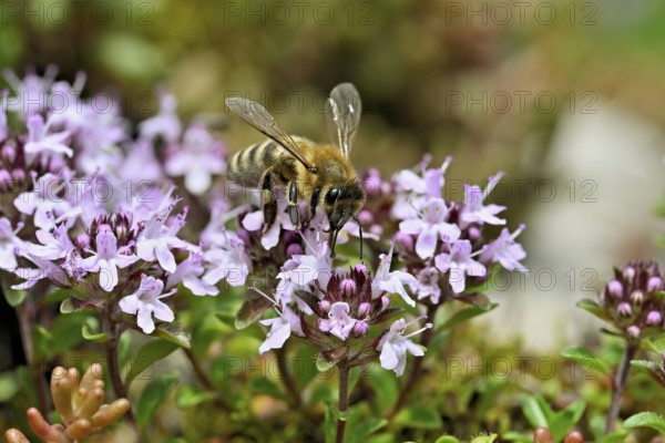 Honey bee (Apis mellifera), collecting nectar on wild thyme (Thymus pulegioides), Switzerland, Europe