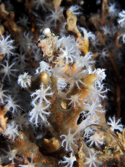 Close-up of blooming coral polyps of snowflake coral (Carijoa riisei), with striking patterns, dive site Blue Heron Bridge, Phil Foster Park, Riviera Beach, Florida, USA, North America