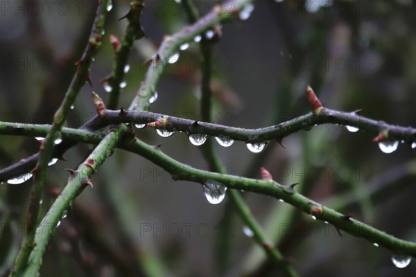 Branches with water drops, rainy weather, winter, Germany, Europe