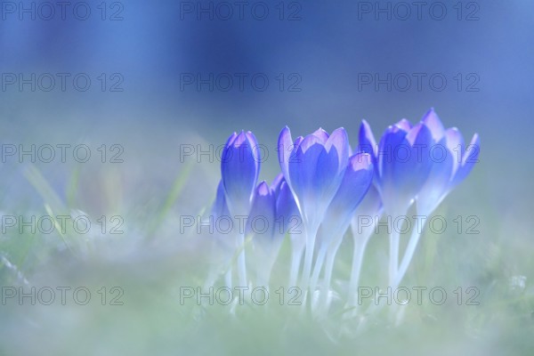 Crocus blossom, February, Germany, Europe