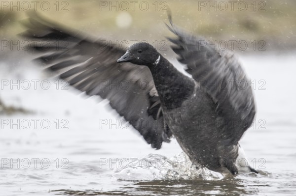 Brent goose (Branta bernicla), Amrum, Schleswig-Holstein, Germany, Europe