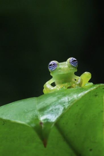 Ghost Glass Frog (Sachatamia ilex) sitting on leaf, Costa Rica, Central America