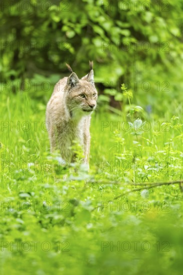 Eurasian lynx (Lynx lynx) walking through the grass, Bavaria, Germany, Europe