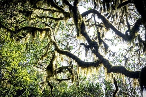 Laurel trees with mosses and lichens, Garajonay National Park, La Gomera, Canary Islands, Spain, Europe