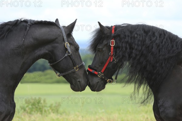 2 Frisians sniff each other