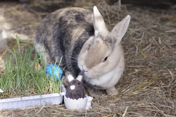Easter, decoration, Easter egg, rabbit, Easter nest, Easter bunny, A cute picture of a rabbit with Easter decoration