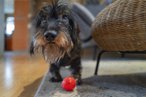Rough-haired dachshund (Canis lupus), male, playing with a ball in the living room