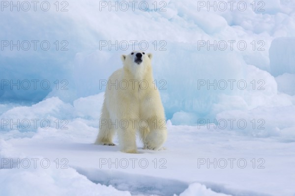 Lone polar bear (Ursus maritimus) hunting on pack ice, picking up scent of prey in the Arctic Ocean along the Svalbard coast, Spitsbergen, Norway, Europe