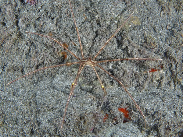 Spider crab, East Atlantic arrow crab (Stenorhynchus lanceolatus), spread out on sandy seabed, Playa dive site, Los Cristianos, Tenerife, Canary Islands, Spain, Europe