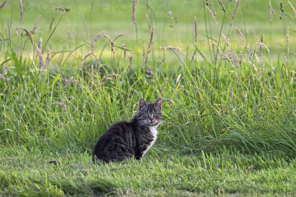 Domestic cat (Felis silvestris catus) in meadow ready to go hunting