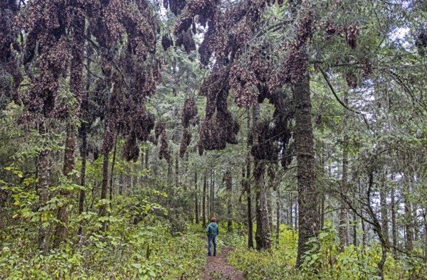 Clusters of monarchs, monarch butterflies (Danaus plexippus) in tree at the Monarch Butterfly Biosphere Reserve near Angangueo, Michoacán, Mexico, Central America