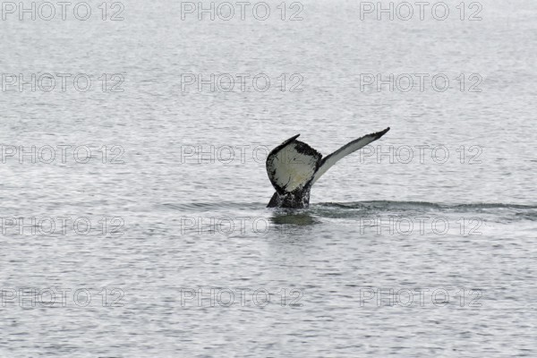 Diving fluke of a humpback whale, Juneau, Inside Passage, Alaska, USA, North America