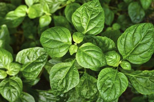 Top view of tropical 'Pogostemon Cablin' Patchouli plant, commonly used in perfumes
