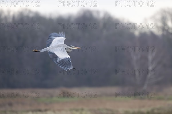 Grey heron (Ardea cinerea), also heron in flight, North Rhine-Westphalia, Germany, Europe