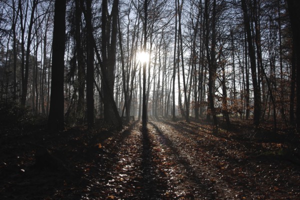 Landscape, trees, sunlight, leaves, season, winter, dark, Germany, The sun shines through the bare trees in the forest. The sunlight falls on the leaves on the ground, Europe