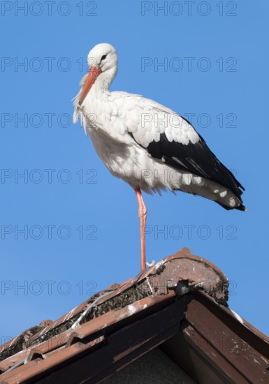 White stork (Ciconia ciconia) standing on the roof of a house, blue sky, Lower Saxony, Germany, Europe