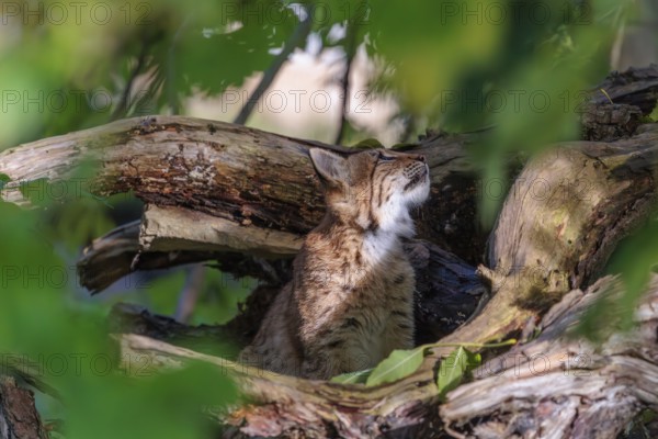A young Eurasian lynx (Lynx lynx) sits in a broken tree and looks to the camera