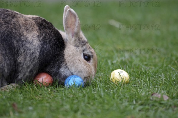 Rabbit (Oryctolagus cuniculus domestica), pet, Easter, Easter egg, garden, A brown domestic rabbit eats grass. Colourful Easter eggs lie in front of the animal