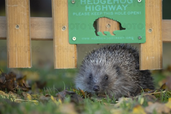 European hedgehog (Erinaceus europaeus) adult animal walking through a Hedgehog highway sign on an urban garden grass lawn with fallen autumnal leaves in the autumn, England, United Kingdom, Europe