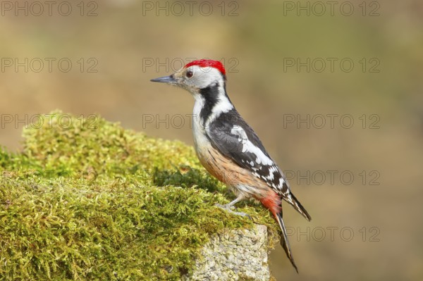 Middle Spotted Woodpecker (Dendrocopos medius), male sitting on a stone covered with moss, Wildlife, Animals, Birds, Woodpeckers, Siegerland, North Rhine-Westphalia, Germany, Europe