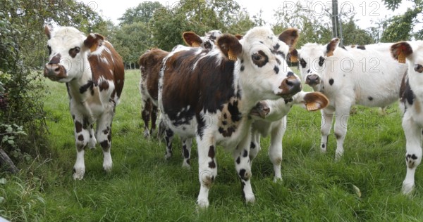 Normandy Cattle, Cows in Meadow, Normandy