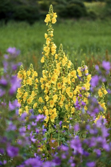 Big yellow mullein on isle Hiddensee