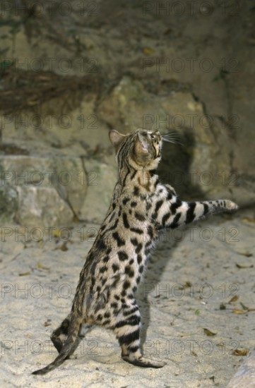 Black-footed Cat (felis nigripes), standing on Hind Legs