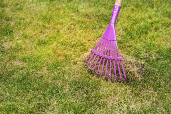 Cleaning up the grass with a rake. Aerating and scarifying the lawn in the garden. Improving the quality of the lawn by removing old grass and moss