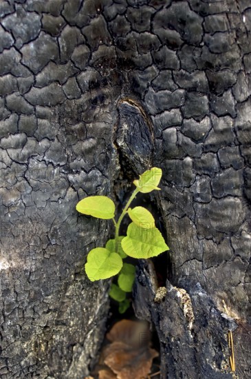 The young green sapling growing out of charred stumps