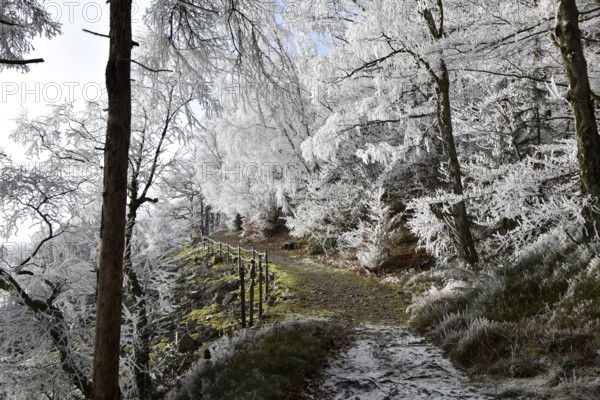 Hiking trail along the Mörschieder Burr in the Hunsrück-Hochwald National Park with hoarfrost and sun, Rhineland-Palatinate, Germany, Europe