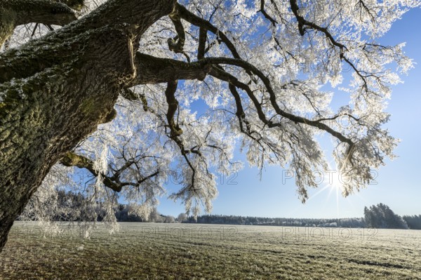 Snow-covered tree with sunshine in a wintry landscape, Maria Schnee, Nassenbeuren, Unterallgäu, Bavaria, Germany, Europe