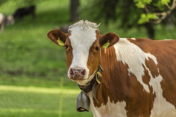 White-brown young cow with a bell on its neck, standing in an orchard from Switzerland and looking straight into the camera