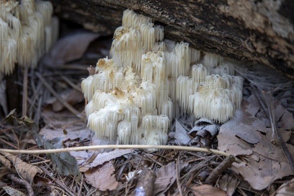 Lion's mane, (Hericium erinaceus) also called monkey head mushroom, bearded tooth mushroom, satyr's beard, bearded hedgehog mushroom, pom pom mushroom, or bearded tooth fungus