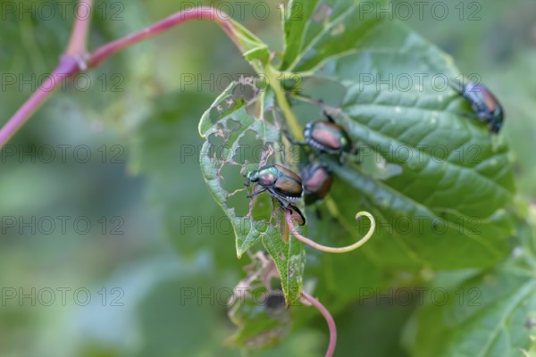 The Japanese beetle (Popillia japonica) is a species of scarab beetle