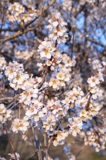 Almond blossom (Prunus dulcis) in spring near Venaco, Corsica Regional nature park Park, Corsica, France, Europe