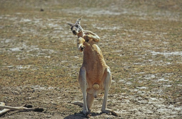 Red Kangaroo (macropus rufus), Male standing on Dry Grass, Australia, Oceania