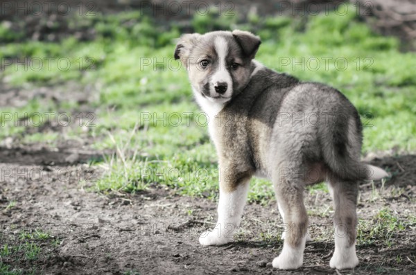Little puppy mongrel on a path for a walk in the village in spring