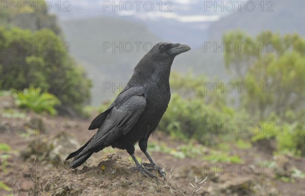 Canary Raven, Corvus corax canariensis, Tenerife, Spain, Europe