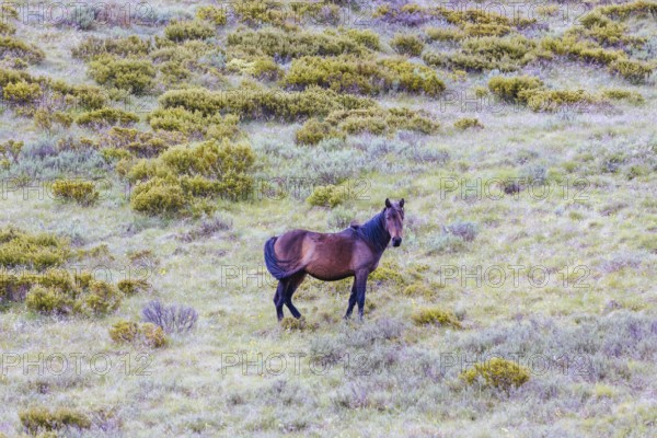 A landscape view with wild brumbies on the Cascade Hut Trail near Dead Horse Gap and Thredo in Kosciuszko National Park, New South Wales, Australia, Oceania